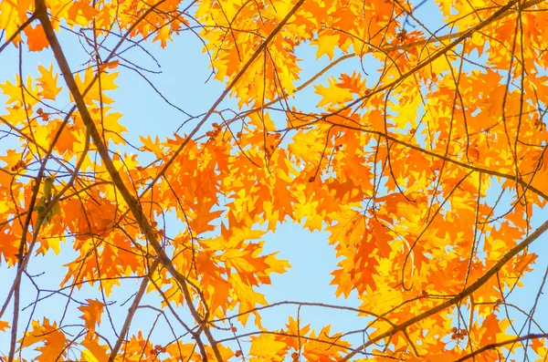 Czerwone liście żółte — Zdjęcie stockowe