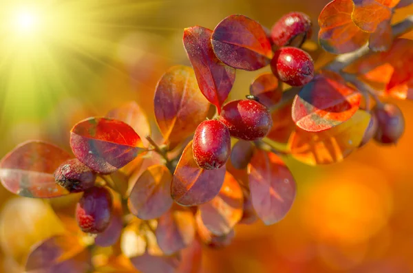 Bacche rosse sul ramo — Foto Stock