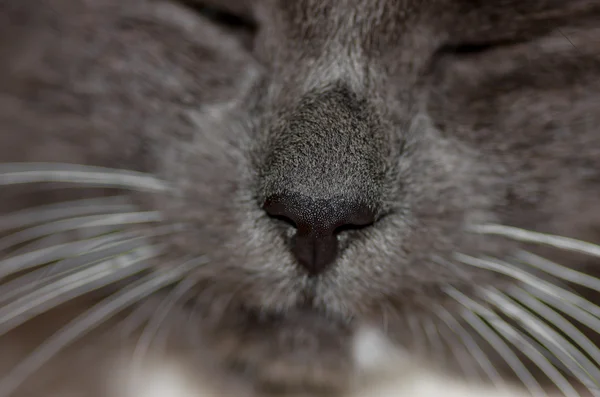 Mynningen på grå katt — Stockfoto