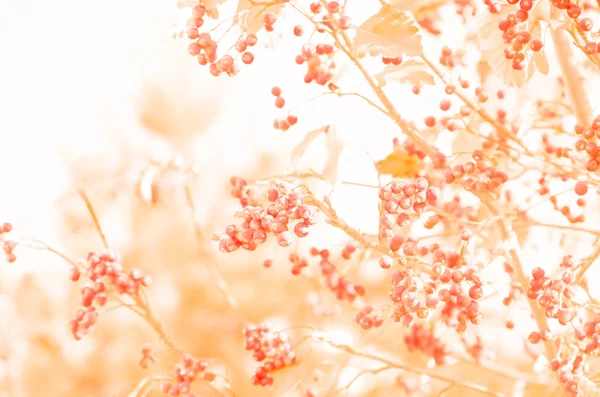 Vogelbeere Herbst Hintergrund — Stockfoto