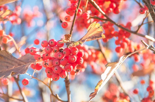 赤い秋ナナカマド — ストック写真