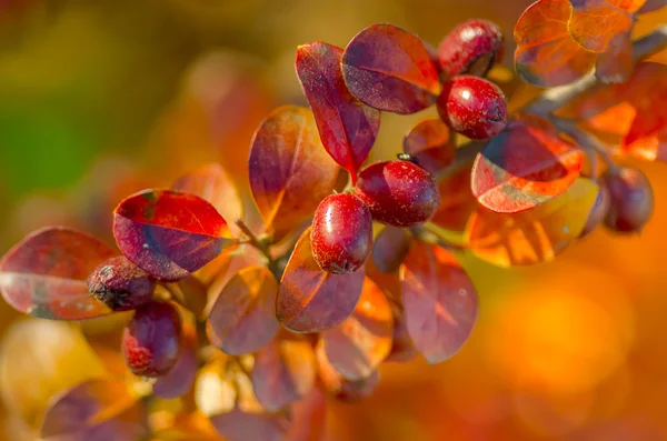 가지에 있는 빨간 열매들 — 스톡 사진
