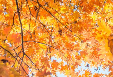 Güneşli bir günde mavi gökyüzüne karşı bir ağaçta yaprak