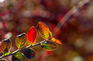 Kırmızı yeşil yaprakları geç bush düşmek