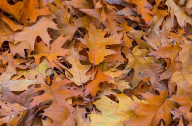 Toprak zemin üzerine sarı sonbahar yaprakları