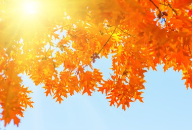 Yaprakları sarı kırmızı