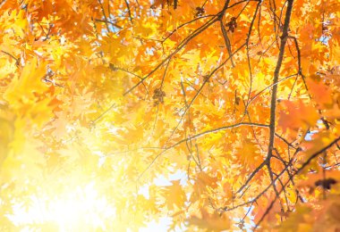 Yaprakları sarı kırmızı