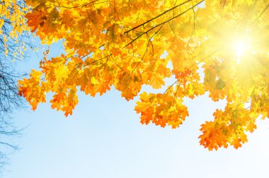 Yaprakları sarı kırmızı