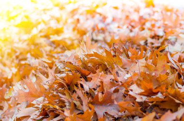 Sonbahar arka planda sarı yapraklar