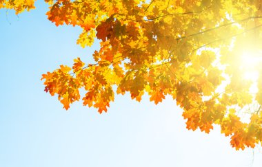 Yaprakları sarı kırmızı