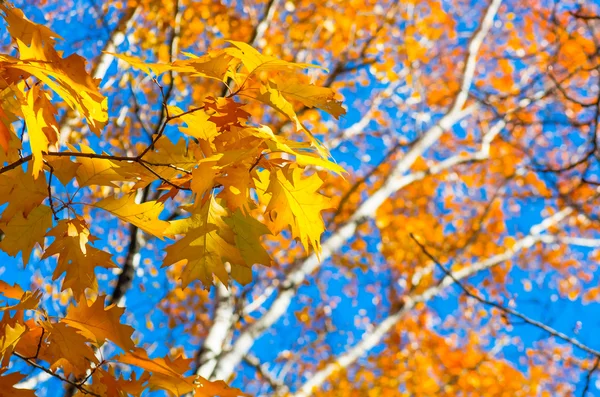 Autumn Leaves Tree Blue Sky Sunny Day — Stock Photo, Image