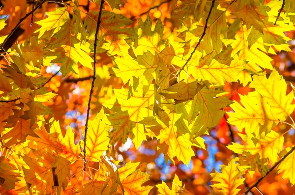 Jesienne Liście Drzewie Przeciw Błękitne Niebo Słoneczny Dzień — Zdjęcie stockowe
