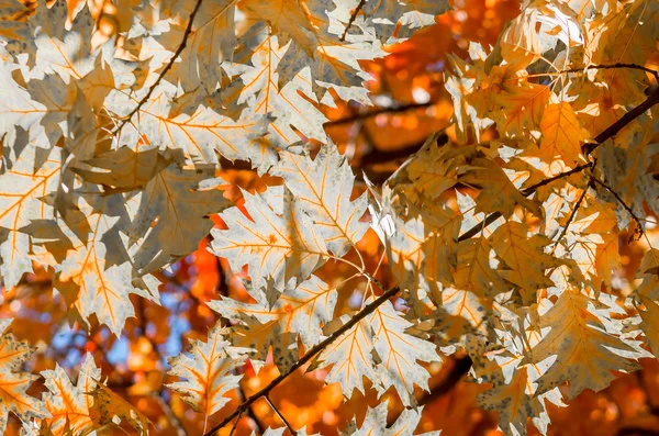 Jesienne Liście Drzewie Przeciw Błękitne Niebo Słoneczny Dzień — Zdjęcie stockowe