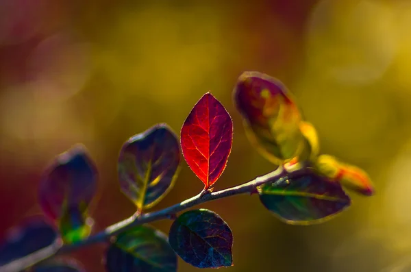 Red Green Leaves Late Fall Bush — Stock Photo, Image