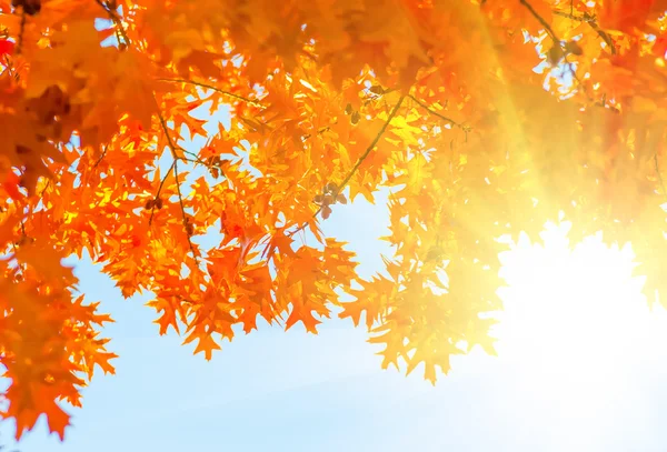 Löven gul röd — Stockfoto