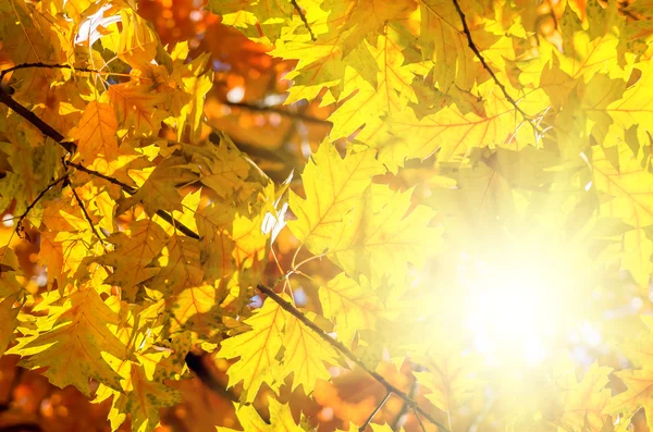 Folhas vermelho amarelo — Fotografia de Stock