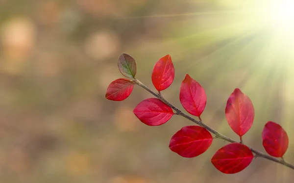 Rote Blätter im Herbst — Stockfoto