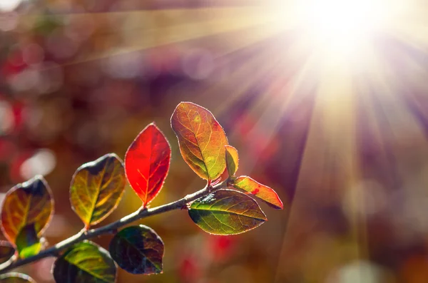 Červené zelené listy na podzim — Stock fotografie