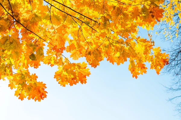 Autumn Leaves Tree Blue Sky Sunny Day Royalty Free Stock Photos