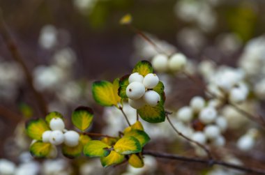 Beyaz çilek Symphoricarpos albus laevigatus