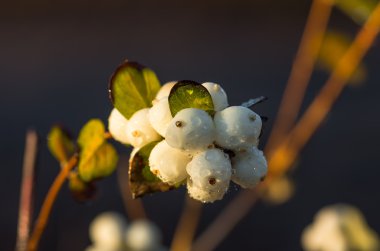 Beyaz çilek Symphoricarpos albus laevigatus