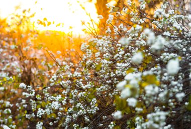 Symphoricarpos albus laevigatus - beyaz çilek ile ortak snowberry