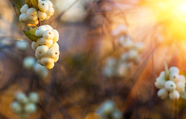 Beyaz çilek Symphoricarpos albus laevigatus