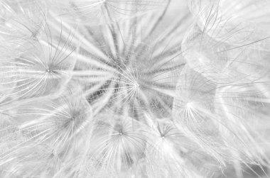 karahindiba içinde makro fotoğrafçılık