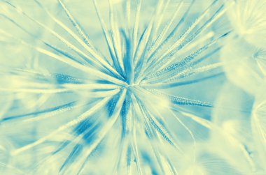 karahindiba içinde makro fotoğrafçılık