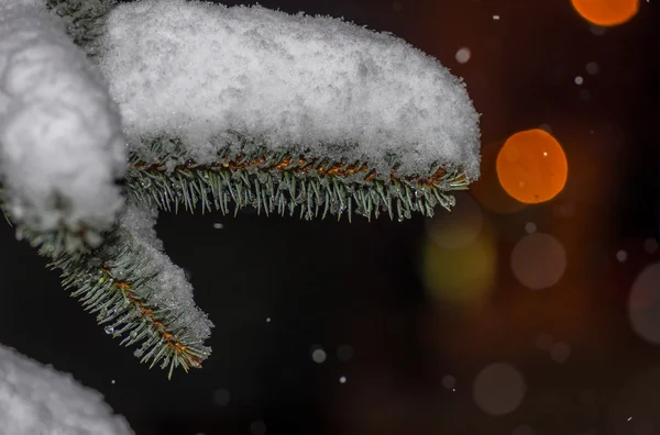 Ветка Ели Покрытая Снегом Черном Фоне — стоковое фото