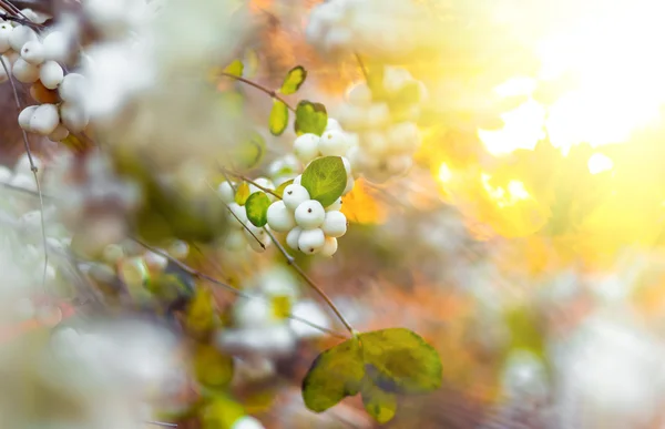Białe jagody Śnieguliczka albus wschodniokarpacki — Zdjęcie stockowe