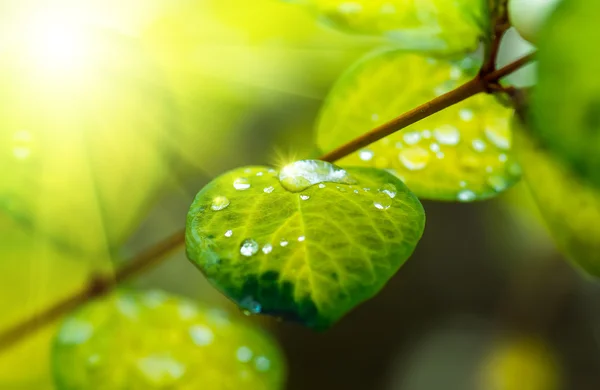 Grünes Blatt mit Wassertropfen — Stockfoto