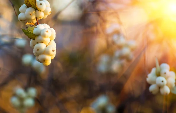 Vita bär Symphoricarpos albus laevigatus — Stockfoto