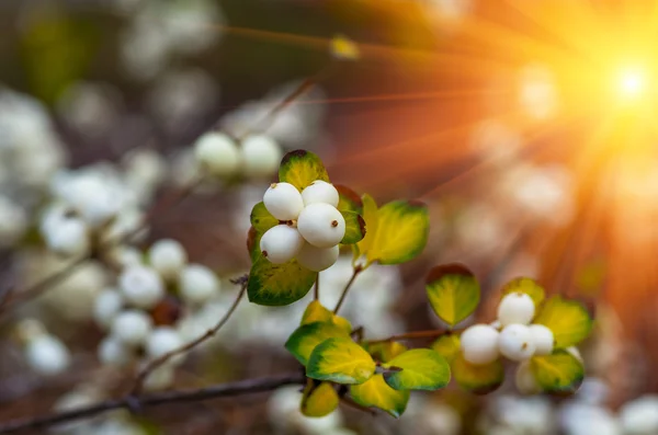 흰색 열매 Symphoricarpos albus laevigatus — 스톡 사진