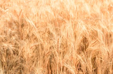Olgun altın buğday