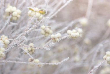 Hoarfrost çalılar ve snowberry meyveler