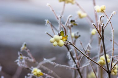Hoarfrost çalılar ve snowberry meyveler