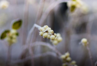 Hoarfrost çalılar ve snowberry meyveler