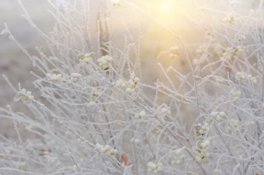 Hoarfrost çalılar ve snowberry meyveler
