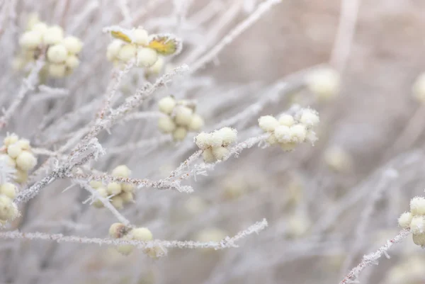 Παγετός θάμνους και μούρα του snowberry — Φωτογραφία Αρχείου
