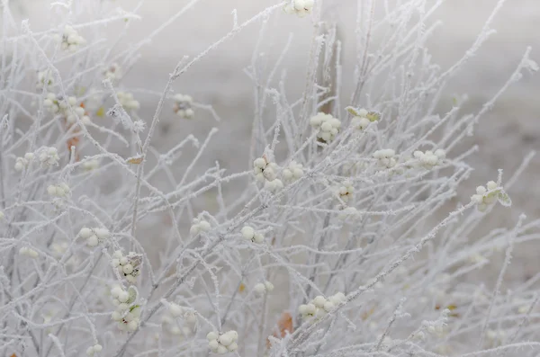 Szron na krzakach i jagody snowberry — Zdjęcie stockowe