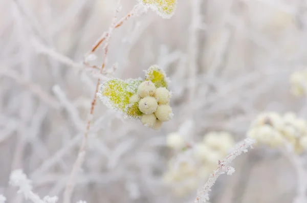 Hoarfrost çalılar ve snowberry meyveler — Stok fotoğraf