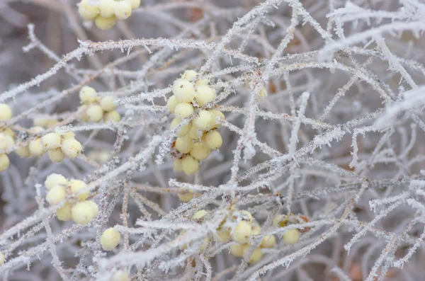 Szron na krzakach i jagody snowberry — Zdjęcie stockowe