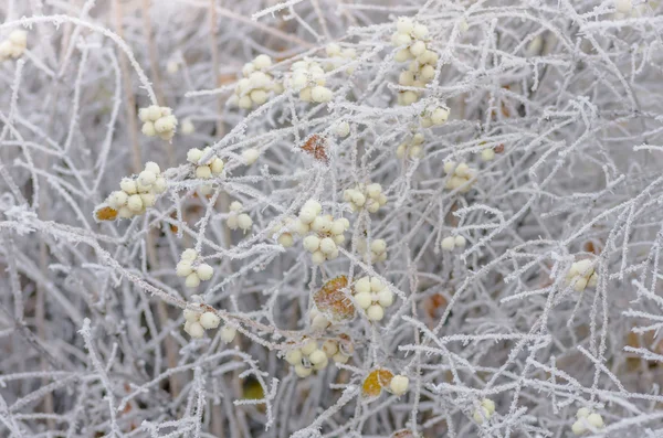 Szron na krzakach i jagody snowberry — Zdjęcie stockowe