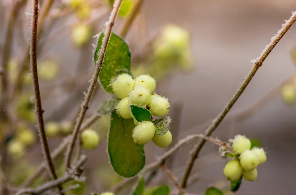 Szron na krzakach i jagody snowberry — Zdjęcie stockowe