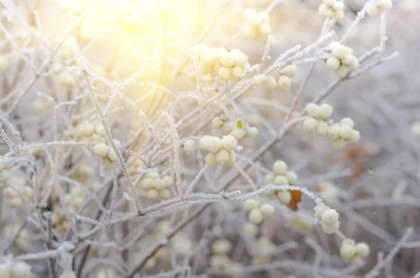 白霜的灌木丛和浆果的忍冬 — 图库照片