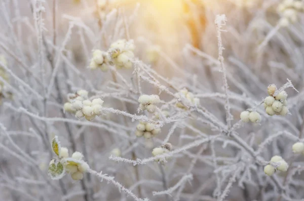 Szron na krzakach i jagody snowberry — Zdjęcie stockowe