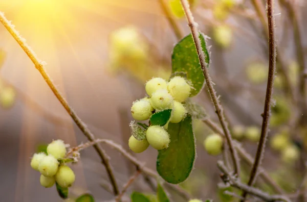 茂みや snowberry の果実に霜 — ストック写真