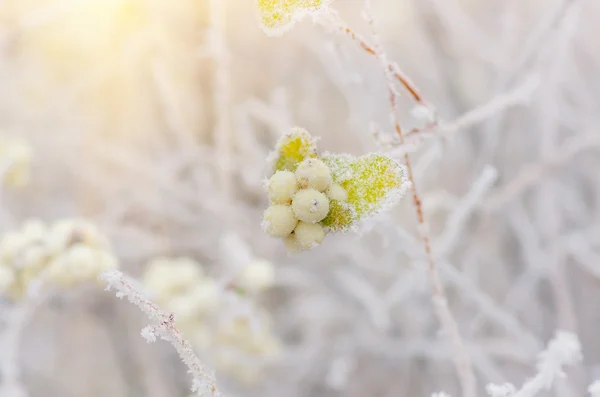 Szron na krzakach i jagody snowberry — Zdjęcie stockowe