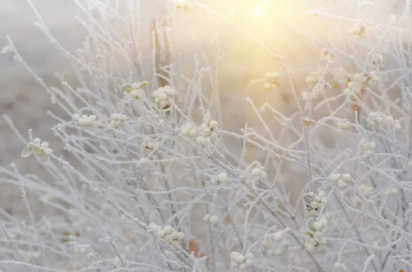 Szron na krzakach i jagody snowberry — Zdjęcie stockowe